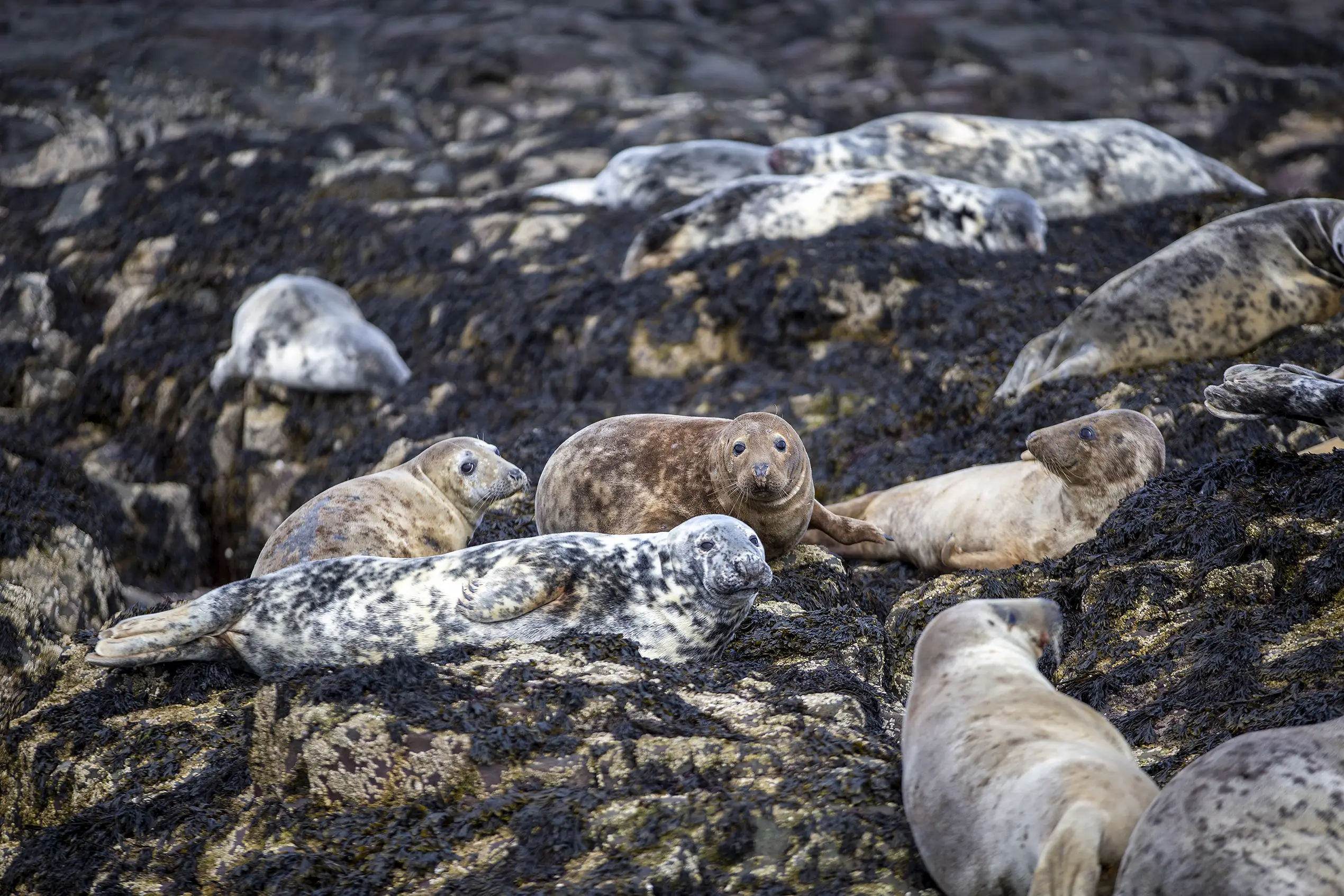 wildlife - NetZero